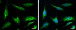 MUTYH Antibody in Immunocytochemistry (ICC/IF)