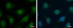 TrxR1 Antibody in Immunocytochemistry (ICC/IF)