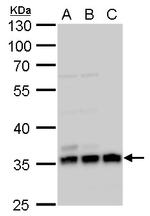 Annexin V Antibody in Western Blot (WB)