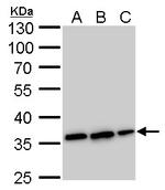 Annexin V Antibody in Western Blot (WB)