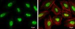 KLF5 Antibody in Immunocytochemistry (ICC/IF)