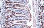 KLF5 Antibody in Immunohistochemistry (Paraffin) (IHC (P))