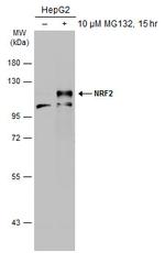 Nrf2 Antibody in Western Blot (WB)