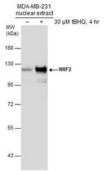 Nrf2 Antibody in Western Blot (WB)