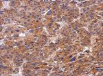 SNX9 Antibody in Immunohistochemistry (Paraffin) (IHC (P))