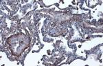 Vitronectin Antibody in Immunohistochemistry (Paraffin) (IHC (P))