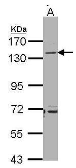 CD22 Antibody in Western Blot (WB)