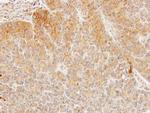 DHCR24 Antibody in Immunohistochemistry (Paraffin) (IHC (P))