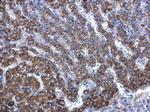 DHCR24 Antibody in Immunohistochemistry (Paraffin) (IHC (P))