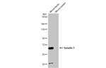 DHCR24 Antibody in Western Blot (WB)