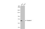 DHCR24 Antibody in Western Blot (WB)