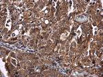 CYP27A1 Antibody in Immunohistochemistry (Paraffin) (IHC (P))