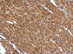 CYP27A1 Antibody in Immunohistochemistry (Paraffin) (IHC (P))