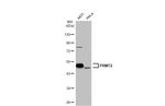 PRMT2 Antibody in Western Blot (WB)