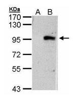 ECEL1 Antibody in Western Blot (WB)