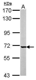 GCKR Antibody in Western Blot (WB)