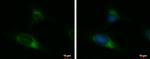 UGGT2 Antibody in Immunocytochemistry (ICC/IF)