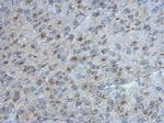 UGGT2 Antibody in Immunohistochemistry (Paraffin) (IHC (P))