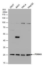 PSMA5 Antibody in Western Blot (WB)