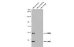 GNAL Antibody in Western Blot (WB)