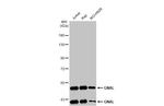 GNAL Antibody in Western Blot (WB)