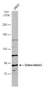 DVL2 Antibody in Western Blot (WB)