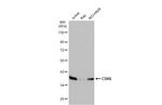 CDK6 Antibody in Western Blot (WB)