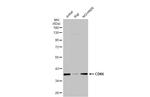 CDK6 Antibody in Western Blot (WB)