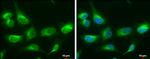 RAP Antibody in Immunocytochemistry (ICC/IF)