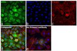 Cyclophilin 40 Antibody in Immunocytochemistry (ICC/IF)