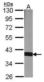 Cyclophilin 40 Antibody in Western Blot (WB)