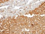 FDFT1 Antibody in Immunohistochemistry (Paraffin) (IHC (P))