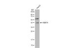 FDFT1 Antibody in Western Blot (WB)