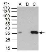 BRAF35 Antibody in Immunoprecipitation (IP)