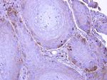 UBE1L Antibody in Immunohistochemistry (Paraffin) (IHC (P))