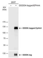 EphA4 Antibody in Western Blot (WB)