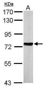 HSP70 Antibody in Western Blot (WB)