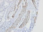 GOLGA5 Antibody in Immunohistochemistry (Paraffin) (IHC (P))