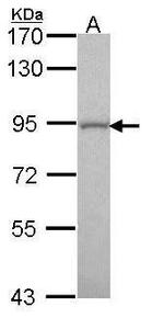 GOLGA5 Antibody in Western Blot (WB)