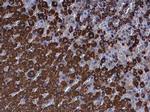 FDXR Antibody in Immunohistochemistry (Paraffin) (IHC (P))