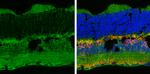 P2X7 Antibody in Immunohistochemistry (Frozen) (IHC (F))