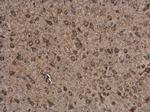 P2X7 Antibody in Immunohistochemistry (Paraffin) (IHC (P))