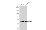 PLK1 Antibody in Western Blot (WB)