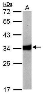 HAAO Antibody in Western Blot (WB)