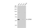 CYP1B1 Antibody in Western Blot (WB)