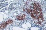 Glypican 1 Antibody in Immunohistochemistry (Paraffin) (IHC (P))