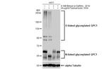 Glypican 1 Antibody in Western Blot (WB)