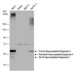 Glypican 1 Antibody in Western Blot (WB)