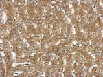 NDST3 Antibody in Immunohistochemistry (Paraffin) (IHC (P))