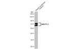 ANGPTL3 Antibody in Western Blot (WB)